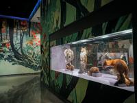 图集 | 我的野生动物朋友暨动物标本展