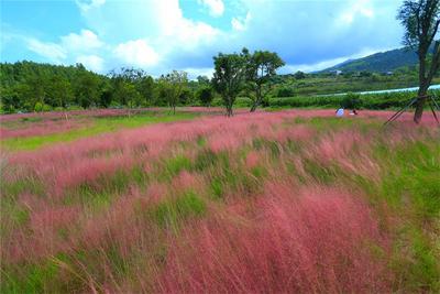 邂逅红河秋日限定粉色，就在……