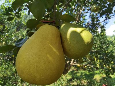 满园“柚”色关不住！孟连勐马“团圆柚”等你来采摘