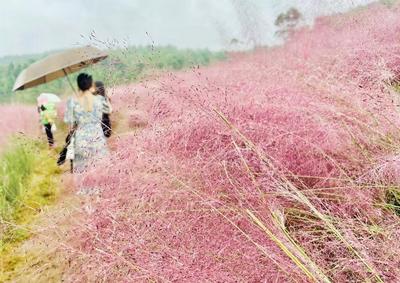 迎国庆 游玉溪丨秋色撩人，红塔区玉山城粉色花海已上线