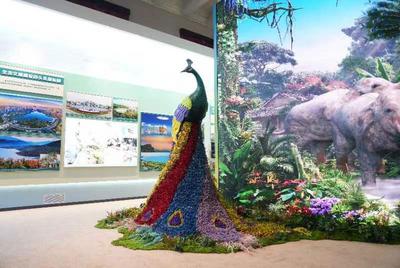 成就展·看云南⑤丨当鲜花遇上绿孔雀