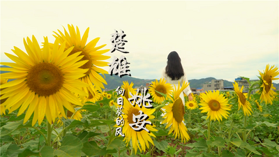视频 | 姚安向日葵花海 洒满阳光的味道