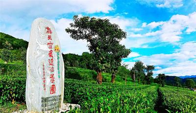 【一月一县市·永平】讲好茶故事 作好“茶文章”