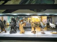 图集 | 我的野生动物朋友暨动物标本展