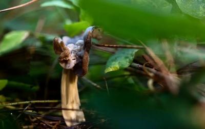 国庆就地游玉溪丨寻找易门秋林里的马鞍菌