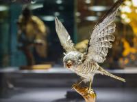 图集 | 我的野生动物朋友暨动物标本展