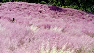 迎国庆 游玉溪丨秋色撩人，红塔区玉山城粉色花海已上线