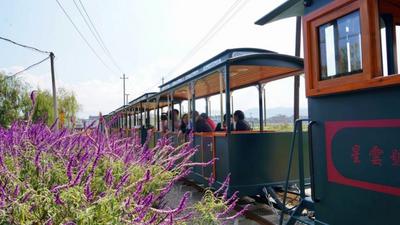 玉溪江川：开往星云湖畔的小火车让“诗和远方”更美