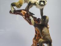 图集 | 我的野生动物朋友暨动物标本展