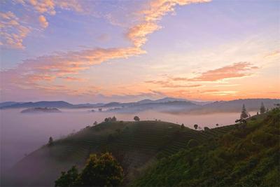 秋日时节，普洱茶山美如画！