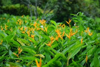 中国科学院西双版纳热带植物园推出教师、中秋双节福利