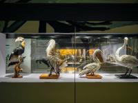 图集 | 我的野生动物朋友暨动物标本展