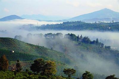 秋日时节，普洱茶山美如画！