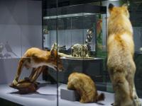 图集 | 我的野生动物朋友暨动物标本展