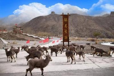 宁夏贺兰山国家森林公园举办全国科普日活动