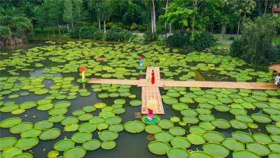 中国科学院西双版纳热带植物园推出教师、中秋双节福利