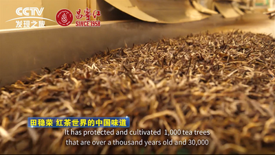 昌宁红 | 滇红茶高端制作技艺 
