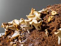 图集 | 蘑菇之语：万物互联的网络展