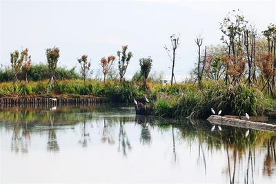 深秋星云湖畔：睡莲盛开吐芬芳 候鸟蹁跹入画来