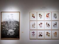 图集 | 蘑菇之语：万物互联的网络展