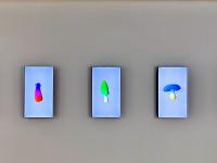 图集 | 蘑菇之语：万物互联的网络展