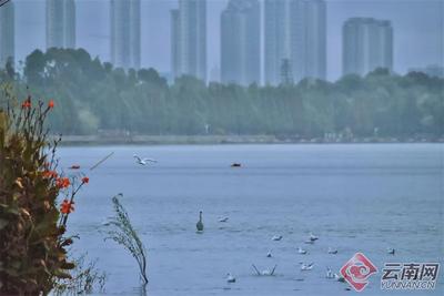 红嘴鸥“先头部队”已抵昆！