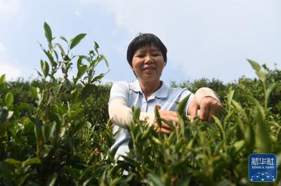 二十大代表风采 | 祝雪兰：茶香氤氲蕴初心