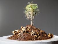 图集 | 蘑菇之语：万物互联的网络展