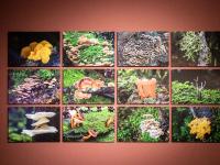 图集 | 蘑菇之语：万物互联的网络展