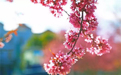 【中国最美乡愁带】鹤庆，一个百看不厌的地方