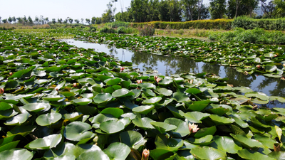 深秋星云湖畔：睡莲盛开吐芬芳 候鸟蹁跹入画来
