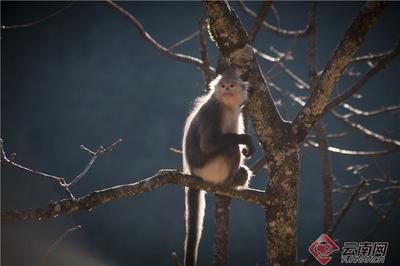 早安云南丨滇金丝猴国家公园：人与自然和谐的人间天堂