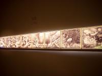 图集 | 蘑菇之语：万物互联的网络展