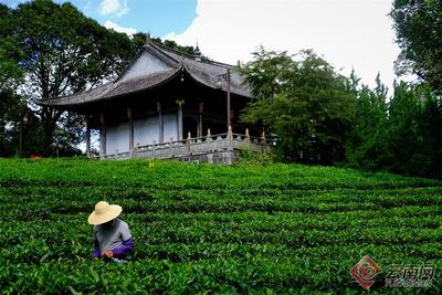 早安云南 | 中华普洱茶博览苑：琼岭锁流霞，天光沐嫩茶