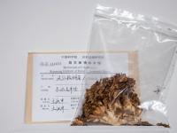 图集 | 蘑菇之语：万物互联的网络展