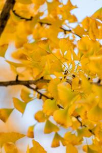 弥勒的银杏黄了……