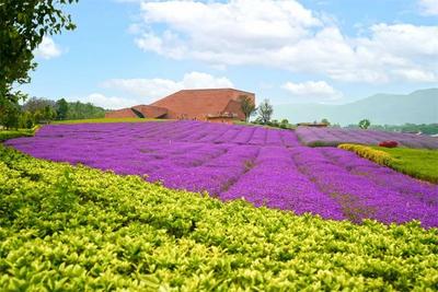 云南16州市文旅局局长诚邀您来云南看盛夏美景！