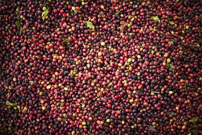 获评“云南省精品咖啡庄园”，普洱这3家咖啡庄园是怎样“炼”成的？