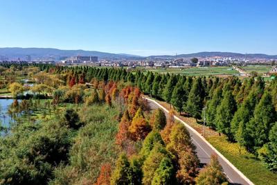 玉溪江川：色彩斑斓中山杉 星云湖畔醉人心