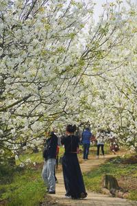 春有梨花秋有梨，红河州新增一个“国字号”村落！