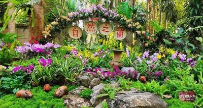 西双版纳 兰香馥郁