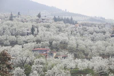 春有梨花秋有梨，红河州新增一个“国字号”村落！