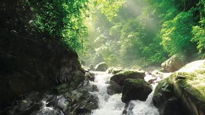 去勐远仙境，看 “一生一次” 的大王花，感受雨林度假风