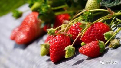 冬季到永仁感受阳光草莓的甜蜜暴击