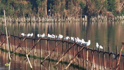 玉溪江川：冬已至，星云湖最美观鸥季即将到来