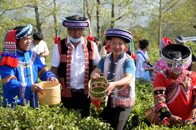 中国传统制茶技艺列入非遗名录 云南是主产区之一