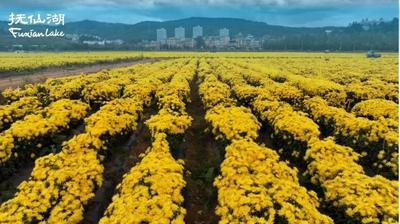 秋日到抚仙湖，做一场色彩缤纷的梦