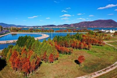 玉溪江川：色彩斑斓中山杉 星云湖畔醉人心