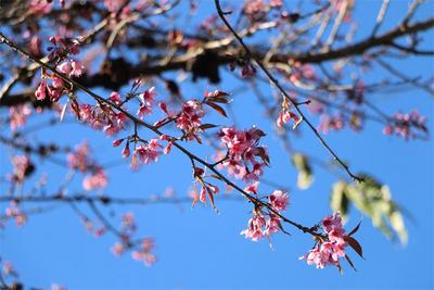 【游大理 正当时】樱花初放，你准备好与神仙姐姐的邂逅了吗？