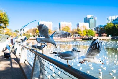 图集｜观鸥：春城冬日的浪漫